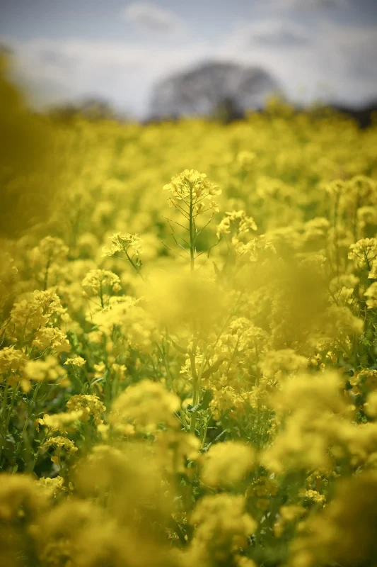 Canon EOS-1D + Canon EF50mm F1.8 STM