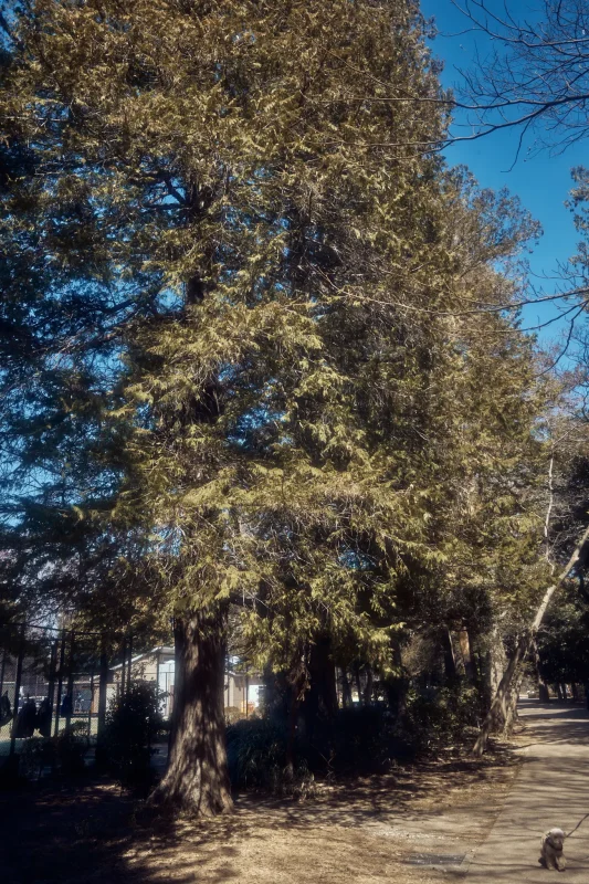 Leica M11 + TTArtisan 28mm f/5.6