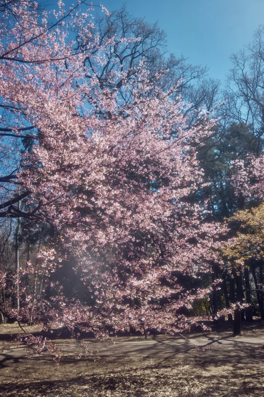 Leica M11 + TTArtisan 28mm f/5.6