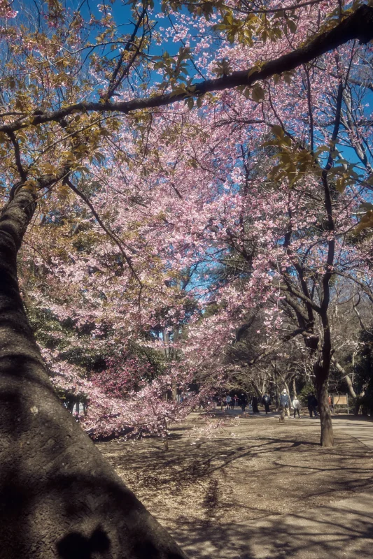 Leica M11 + TTArtisan 28mm f/5.6