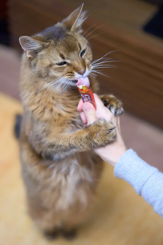 SONY α1 + SONY Sonnar T* FE 55mm F1.8 ZA