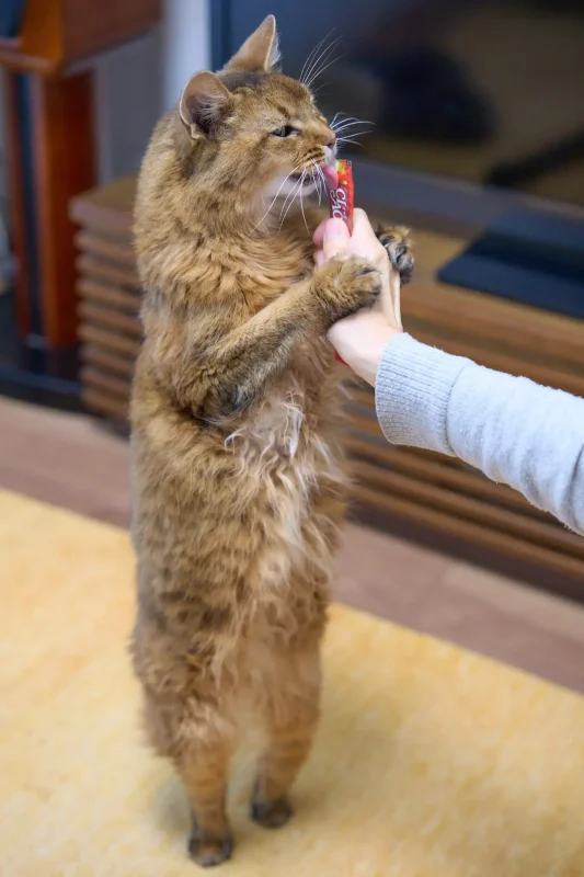 SONY α1 + SONY Sonnar T* FE 55mm F1.8 ZA