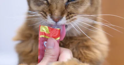 けぃちゃん、14歳になりました🎉