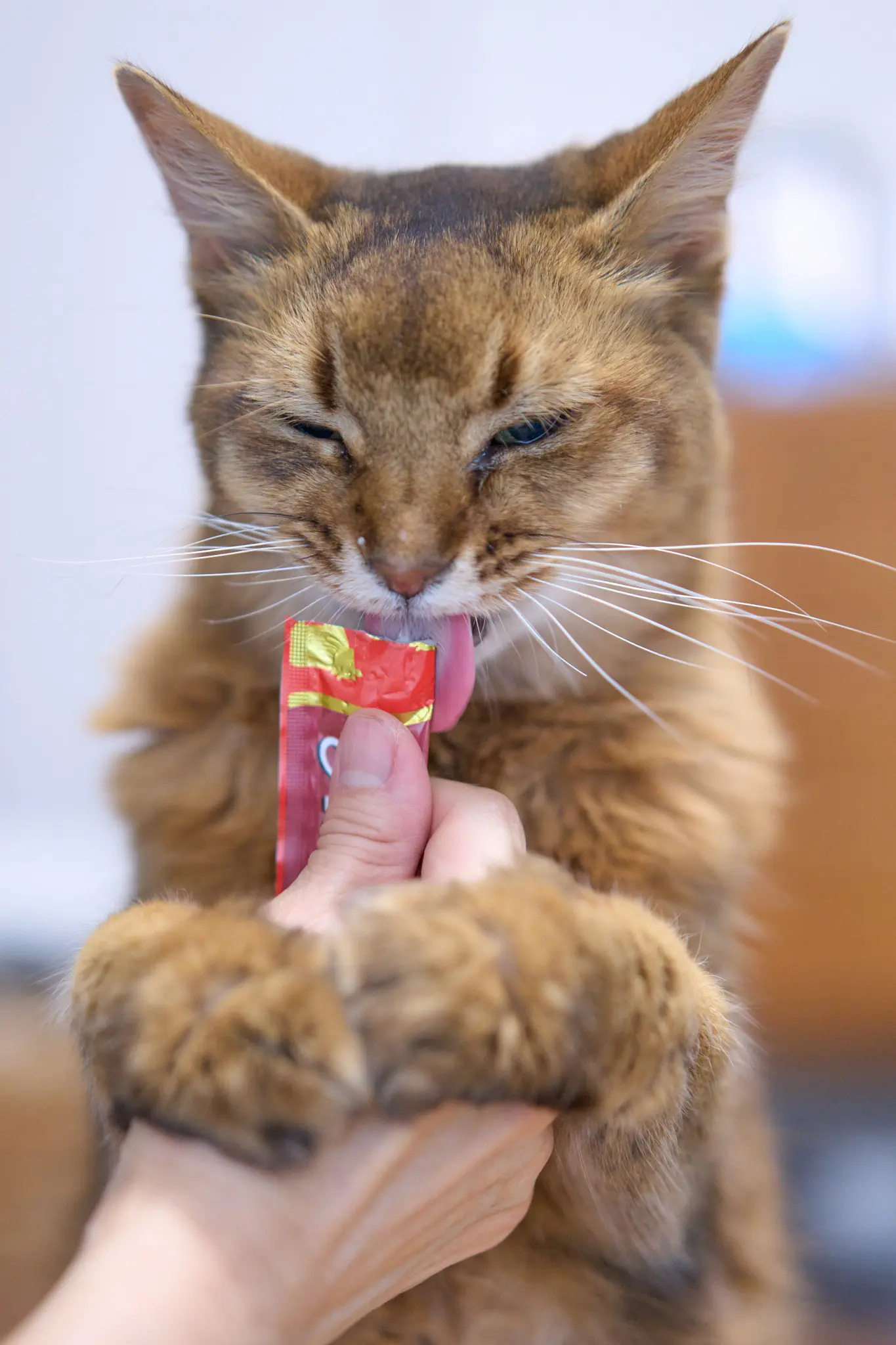 けぃちゃん、14歳になりました🎉