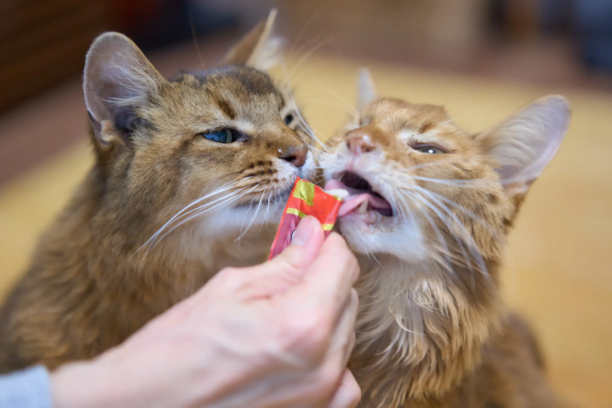 SONY α1 + SONY Sonnar T* FE 55mm F1.8 ZA