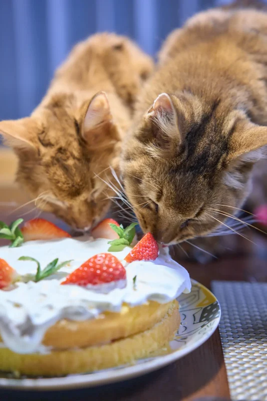 SONY α1 + SONY Sonnar T* FE 55mm F1.8 ZA