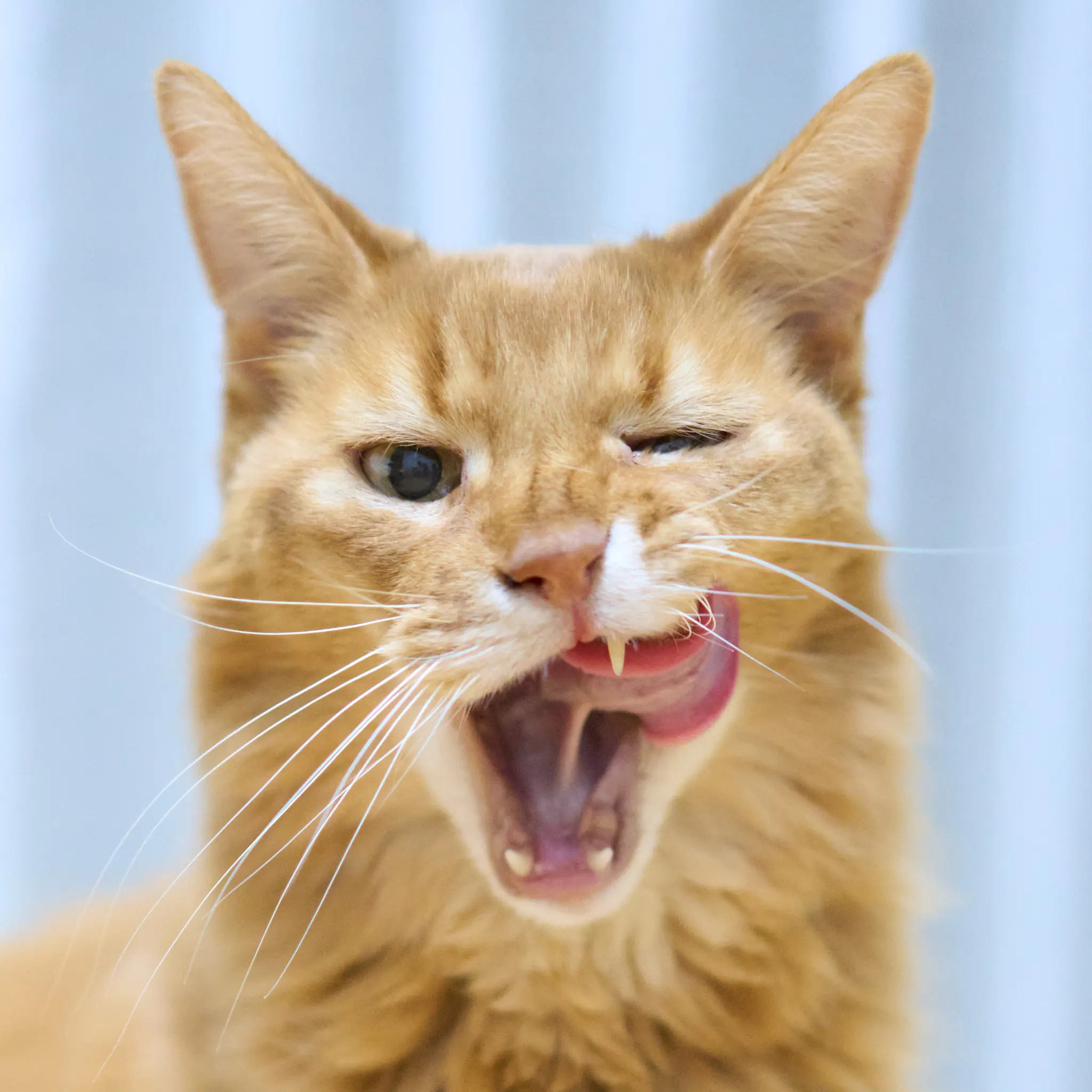 くぅちゃんが巡り合わせてくれた桜