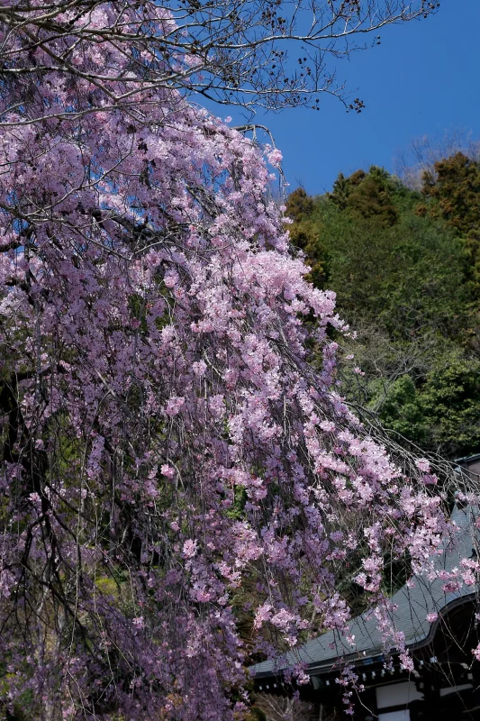 Canon EOS-1D + Canon EF24-70mm F2.8L II USM