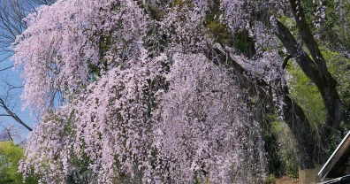 梅岩寺のしだれ桜、今年も撮影させていただきました