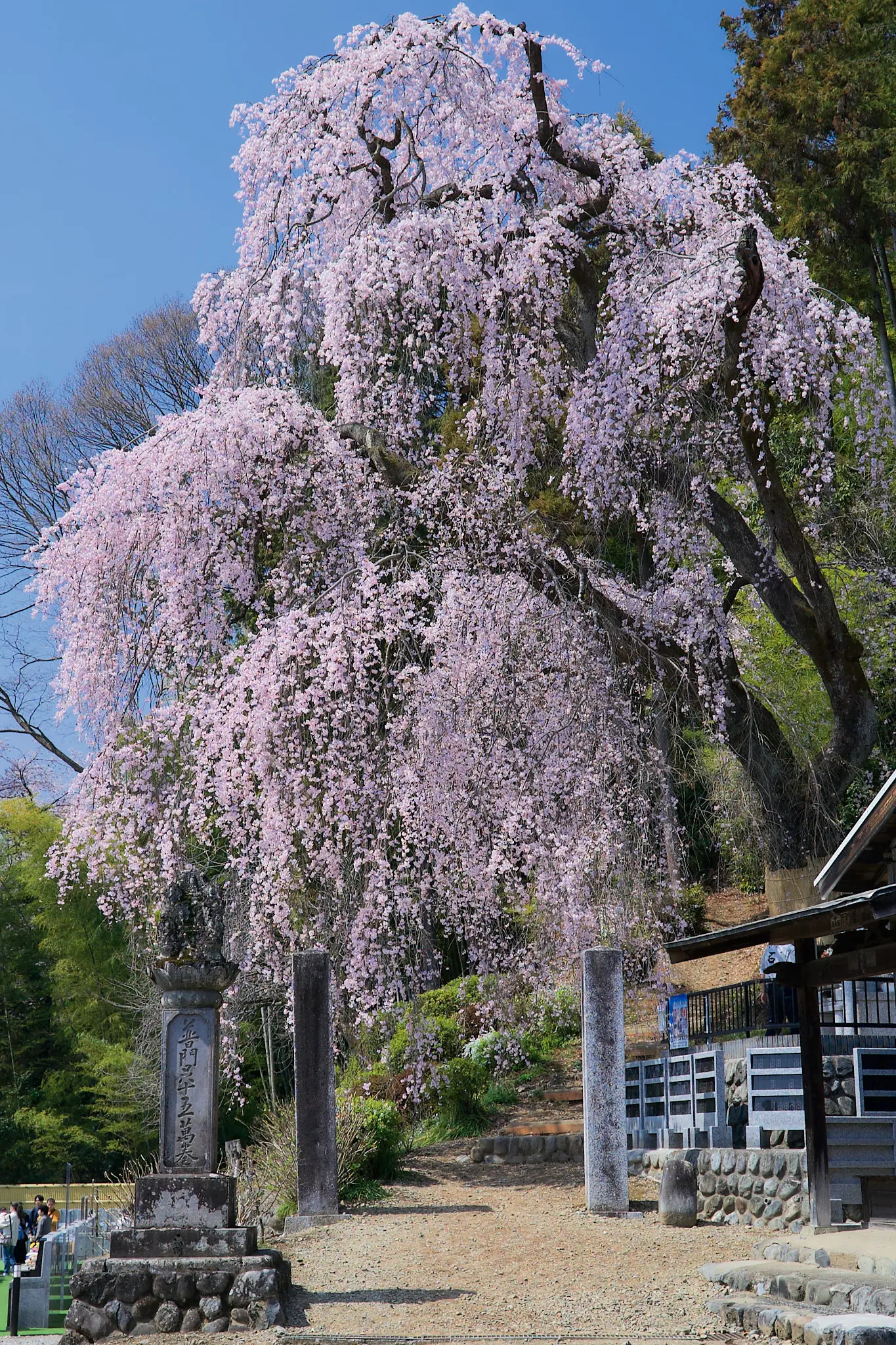 梅岩寺のしだれ桜、今年も撮影させていただきました