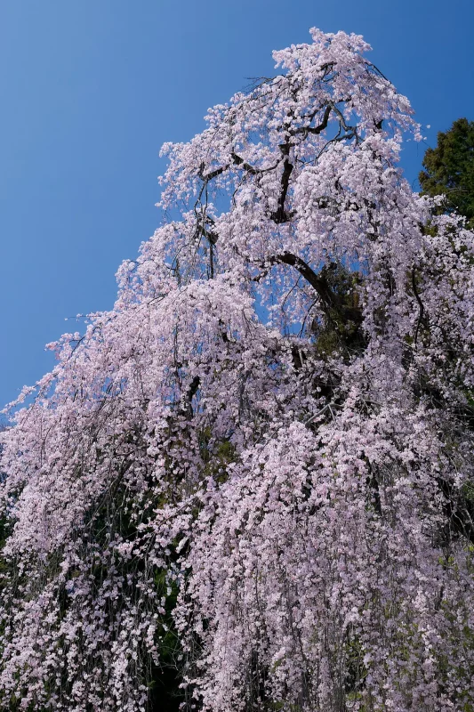 Canon EOS-1D + Canon EF24-70mm F2.8L II USM