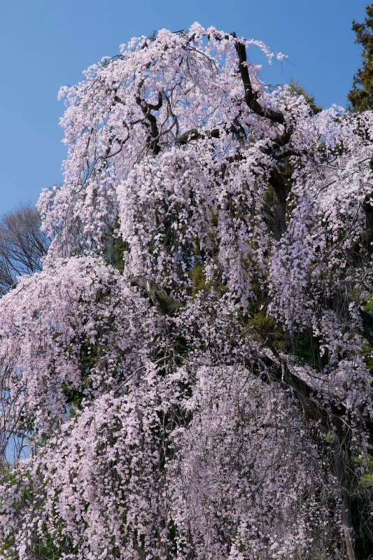 Canon EOS-1D + Canon EF24-70mm F2.8L II USM