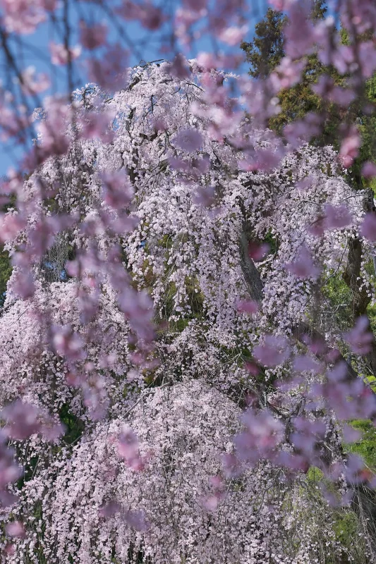 Canon EOS-1D + Canon EF24-70mm F2.8L II USM