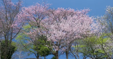 青梅鉄道公園の近くの桜を楽しんできた