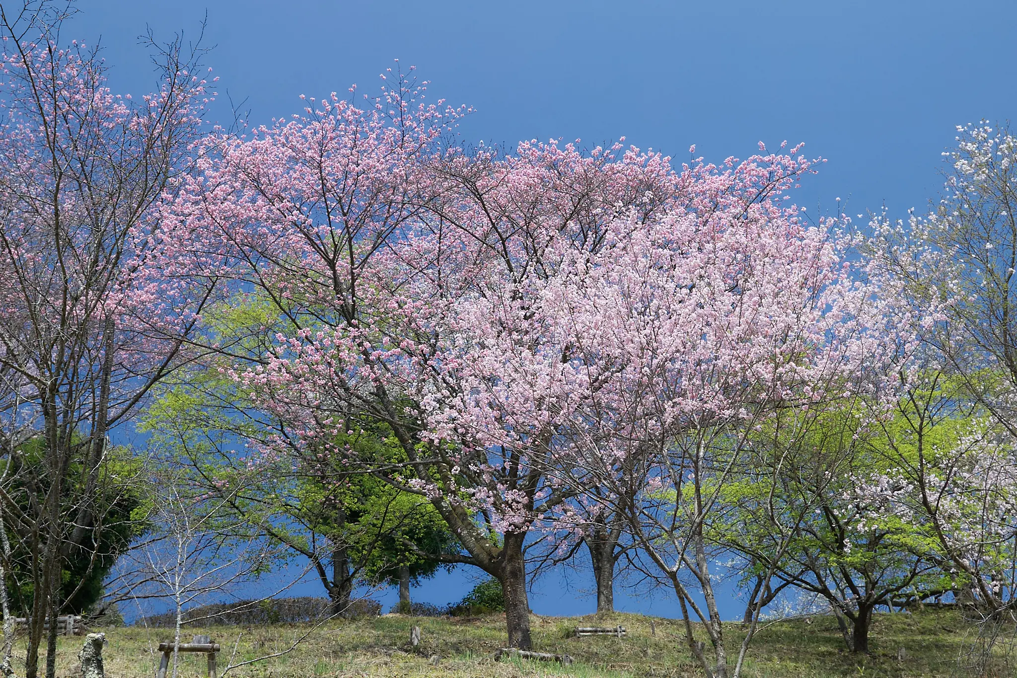 青梅鉄道公園の近くの桜を楽しんできた