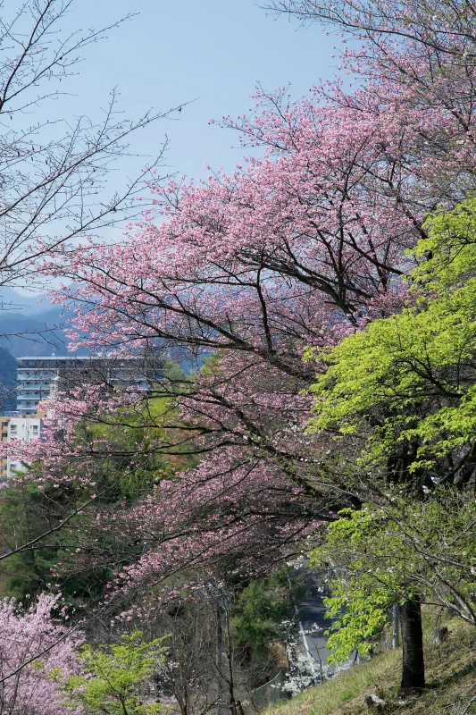 Canon EOS-1D + Canon EF24-70mm F2.8L II USM