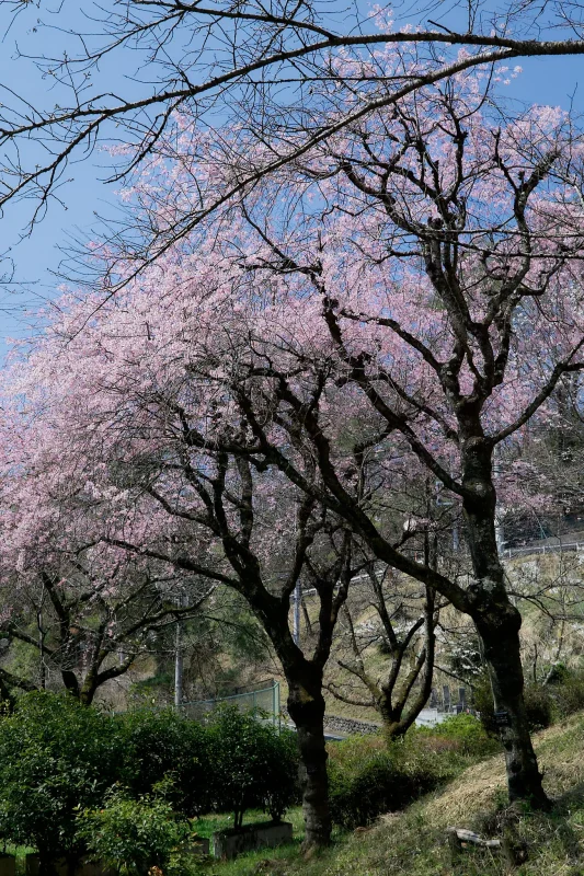 Canon EOS-1D + Canon EF24-70mm F2.8L II USM