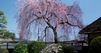 青梅の安楽寺のしだれ桜、知れ渡ってきてしまったか？