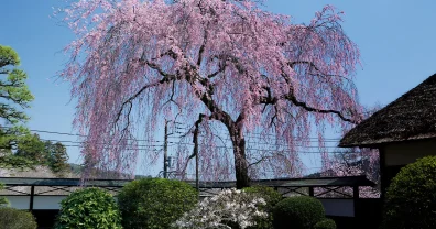 青梅の安楽寺のしだれ桜、知れ渡ってきてしまったか？