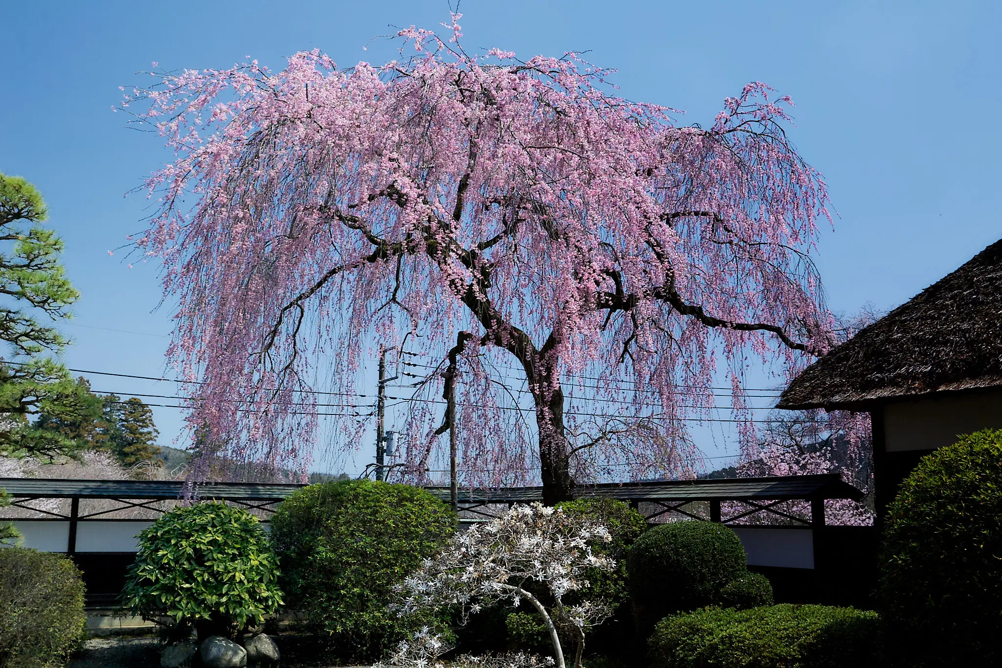 青梅の安楽寺のしだれ桜、知れ渡ってきてしまったか？