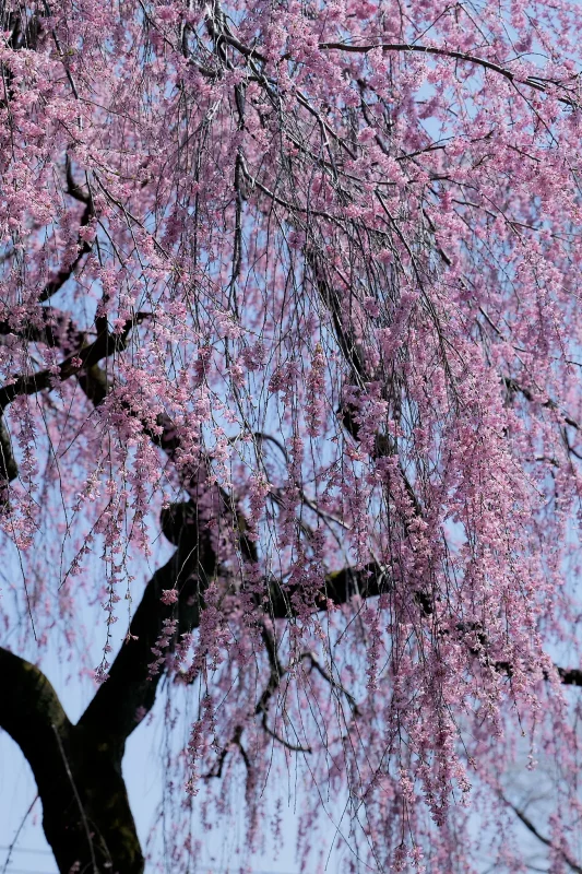 Canon EOS-1D + Canon EF24-70mm F2.8L II USM