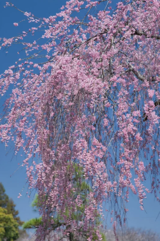 Canon EOS-1D + Canon EF24-70mm F2.8L II USM