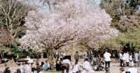 フィルムで撮影した井の頭公園と桜