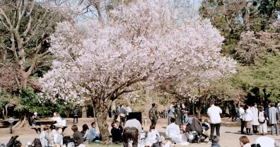 フィルムで撮影した井の頭公園と桜