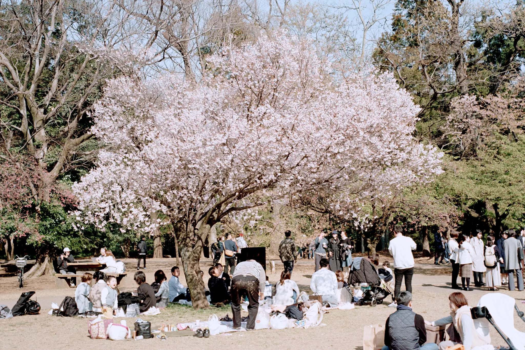 フィルムで撮影した井の頭公園と桜