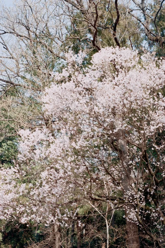 Leica M7 + Leica APO-Summicron M f2.0/50mm ASPH. (Kodak COLOR PLUS 200)