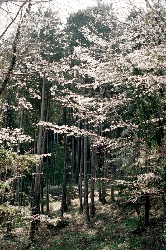 Leica M7 + Leica APO-Summicron M f2.0/50mm ASPH. (Kodak COLOR PLUS 200)