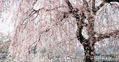 秋川沿いを歩いて、キレイな桜に出会う