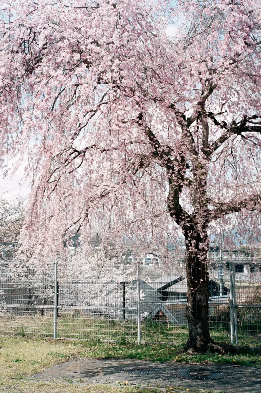 Leica M7 + Leica APO-Summicron M f2.0/50mm ASPH. (Kodak COLOR PLUS 200)