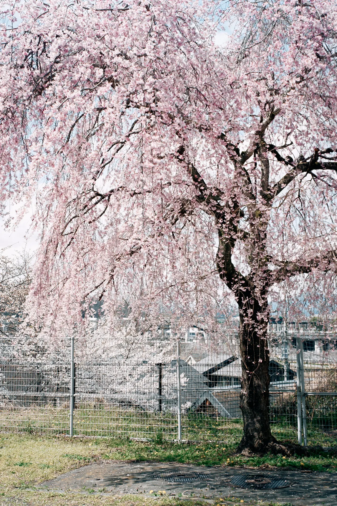 秋川沿いを歩いて、キレイな桜に出会う