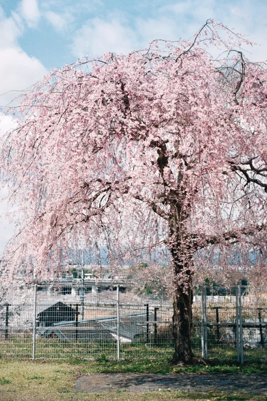 Leica M7 + Leica APO-Summicron M f2.0/50mm ASPH. (Kodak COLOR PLUS 200)