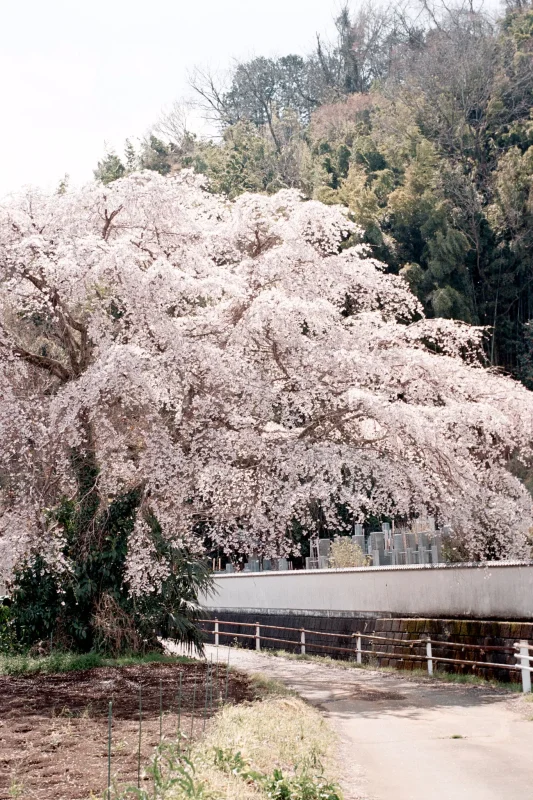 Leica M7 + Leica APO-Summicron M f2.0/50mm ASPH. (Kodak COLOR PLUS 200)