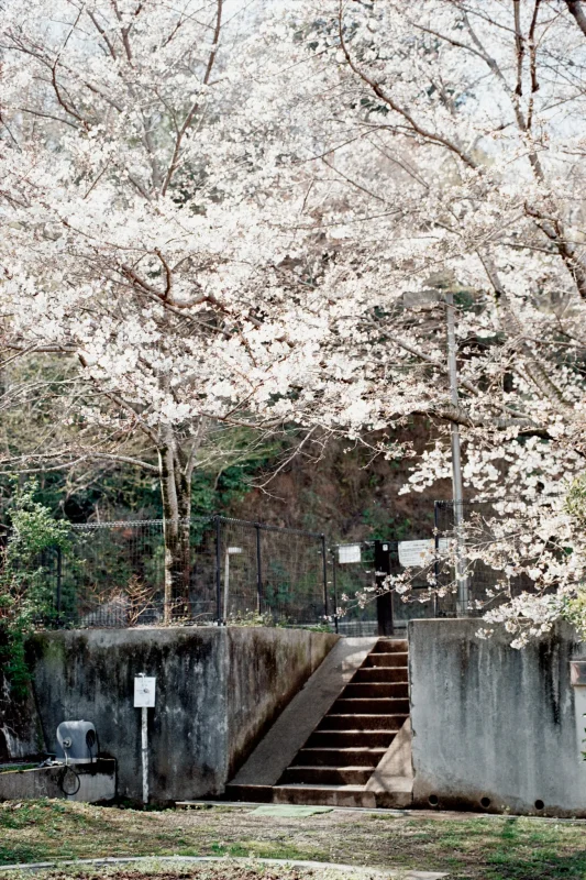 Leica M7 + Leica APO-Summicron M f2.0/50mm ASPH. (Kodak COLOR PLUS 200)