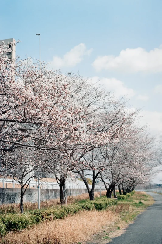 Leica M7 + Leica APO-Summicron M f2.0/50mm ASPH. (Kodak COLOR PLUS 200)