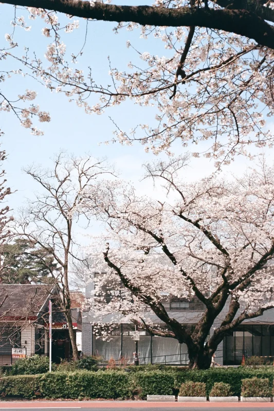 Leica M7 + Leica APO-Summicron M f2.0/50mm ASPH. (Kodak COLOR PLUS 200)