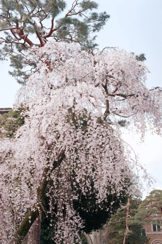 Leica M7 + Leica APO-Summicron M f2.0/50mm ASPH. (Kodak COLOR PLUS 200)