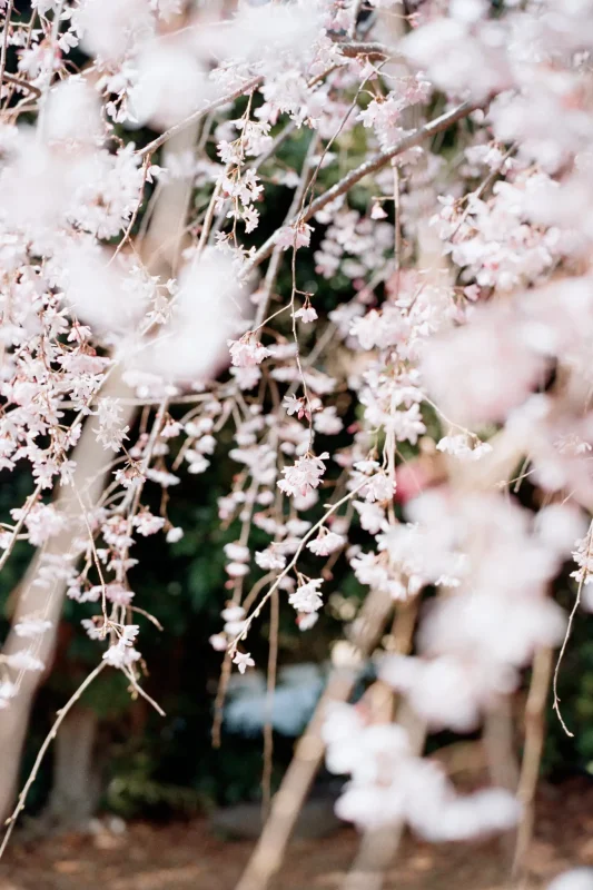 Leica M7 + Leica APO-Summicron M f2.0/50mm ASPH. (Kodak COLOR PLUS 200)