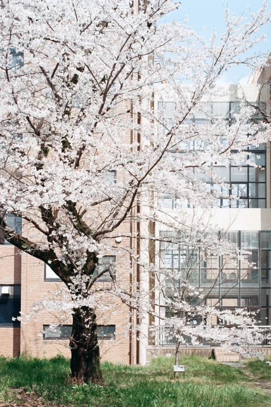 Leica M7 + Leica APO-Summicron M f2.0/50mm ASPH. (Kodak COLOR PLUS 200)