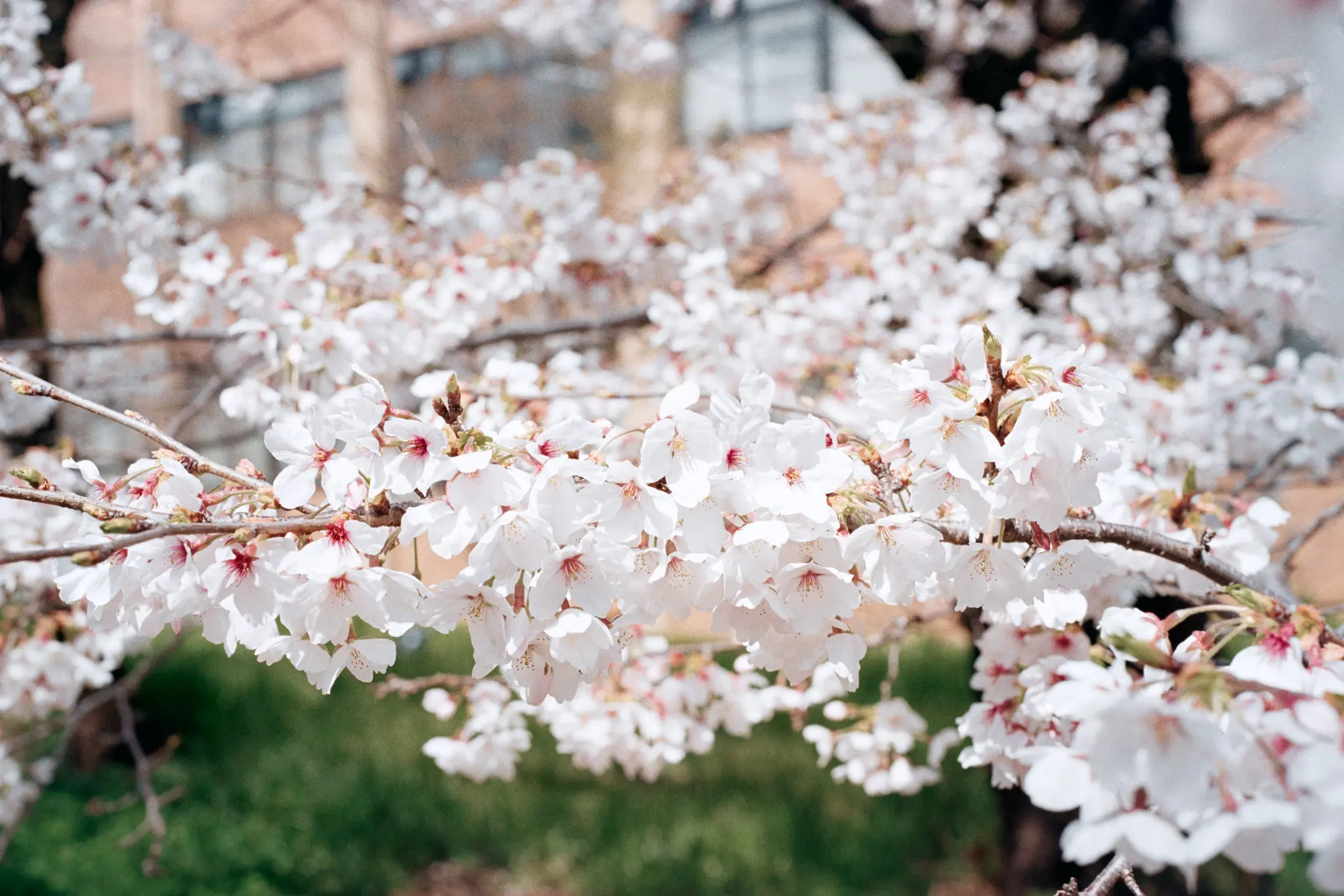 Leica M7 + Leica APO-Summicron M f2.0/50mm ASPH. (Kodak COLOR PLUS 200)