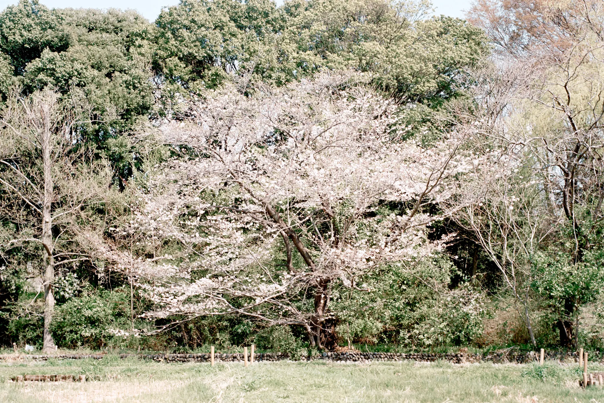 Leica M7 + Leica APO-Summicron M f2.0/50mm ASPH. (Kodak COLOR PLUS 200)