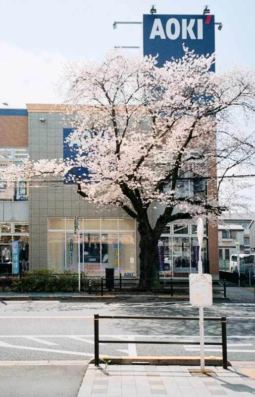 MINOLTA TC-1 (Kodak COLOR PLUS 200)