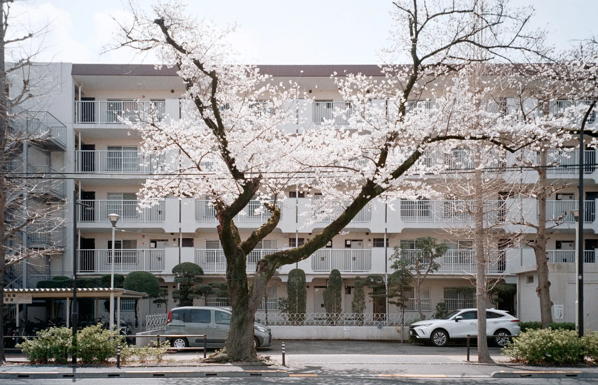 MINOLTA TC-1 (Kodak COLOR PLUS 200)