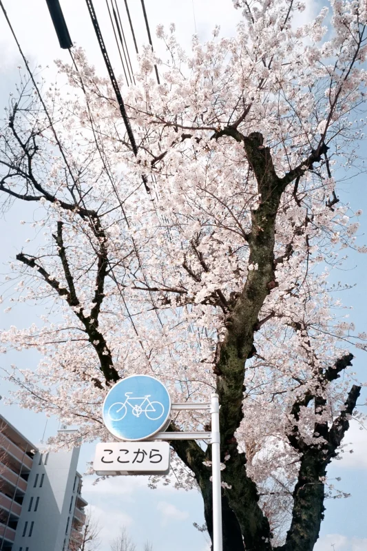 MINOLTA TC-1 (Kodak COLOR PLUS 200)