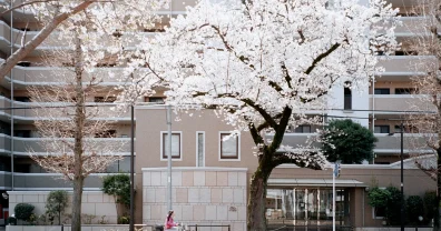 国立の桜をMINOLTA TC-1で撮影してきたよ！