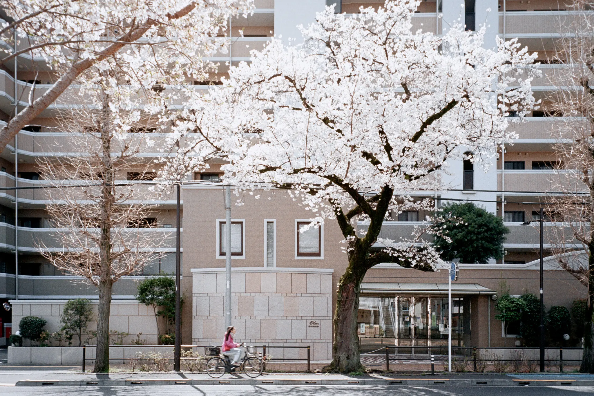 MINOLTA TC-1 (Kodak COLOR PLUS 200)