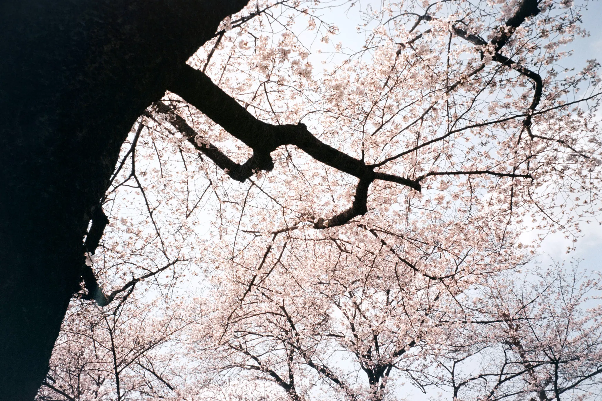 MINOLTA TC-1 (Kodak COLOR PLUS 200)